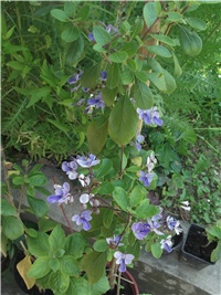 e2ec78f9-Picture 033.jpg